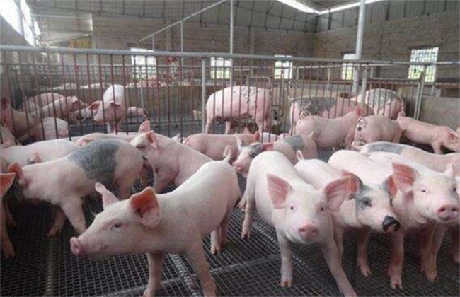 冬季养猪 增膘缓慢 原因