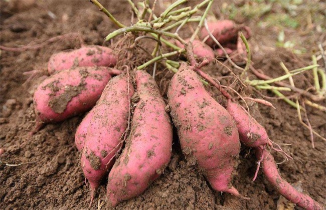 红薯施肥技术 红薯施肥