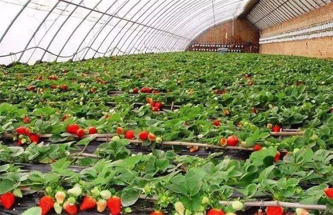 无公害草莓 生产标准