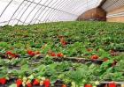 无公害草莓生产标准