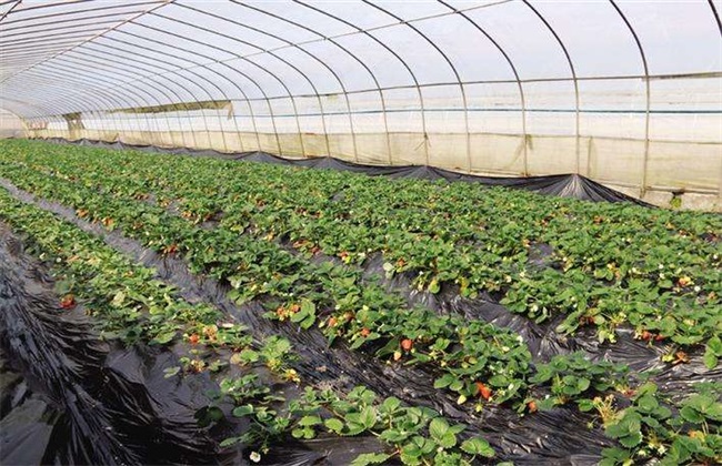 大棚草莓温湿度管理 大棚草莓