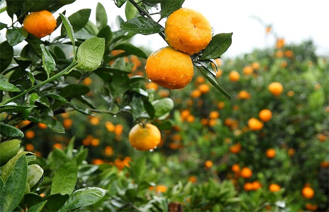 柑橘施肥时间 柑橘施肥用量