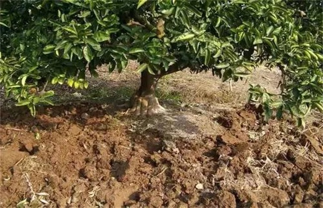 柑橘种植土壤要求