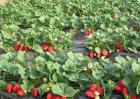大棚草莓如何管理温湿度