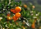 柑橘施肥时间和用量