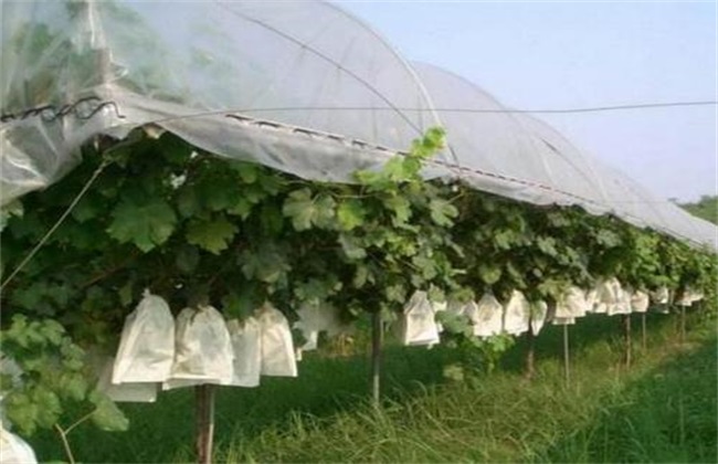 葡萄避雨栽培技术 避雨栽培