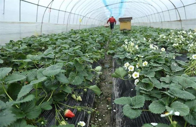 大棚草莓死苗原因及解决方法