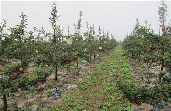苹果树冻害原因 防治措施