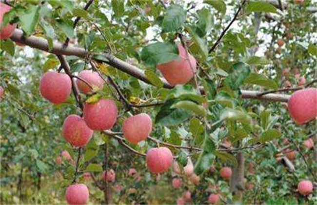 苹果树冻害原因 防治措施
