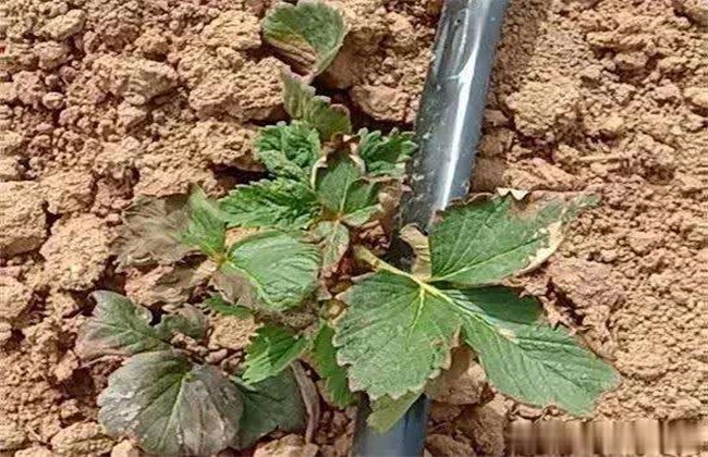 草莓苗期肥害该怎么解决