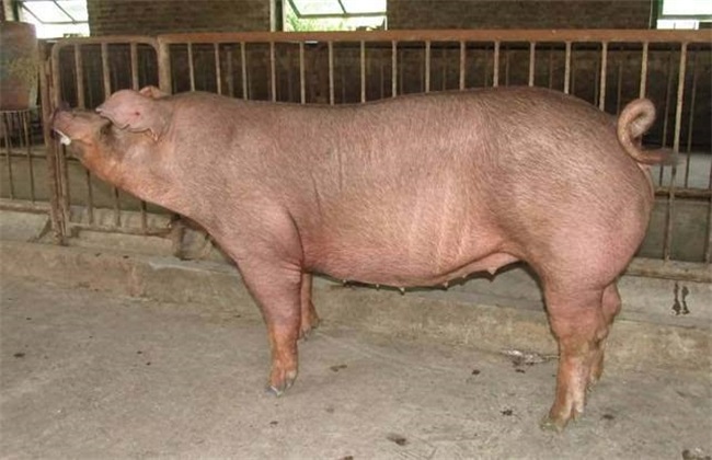 冬季怀孕母猪饲养管理