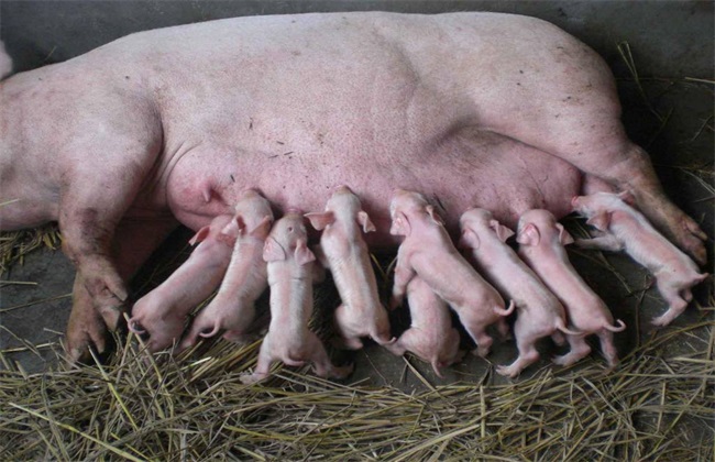 冬季怀孕母猪 饲养管理