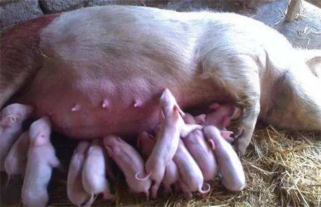 冬季怀孕母猪 饲养管理