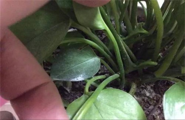 盆栽绿萝生虫子怎么办