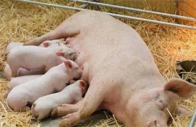 哺乳母猪采食量低 怎么办
