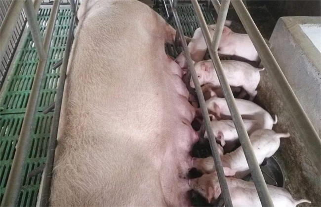 哺乳母猪进食量低的原因