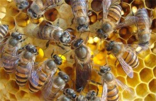 蜜蜂合群