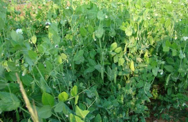 豌豆的高产种植要点