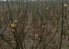 板栗树冬季冻害预防措施