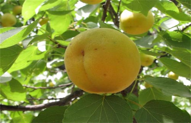 杏树烂果原因及防治措施