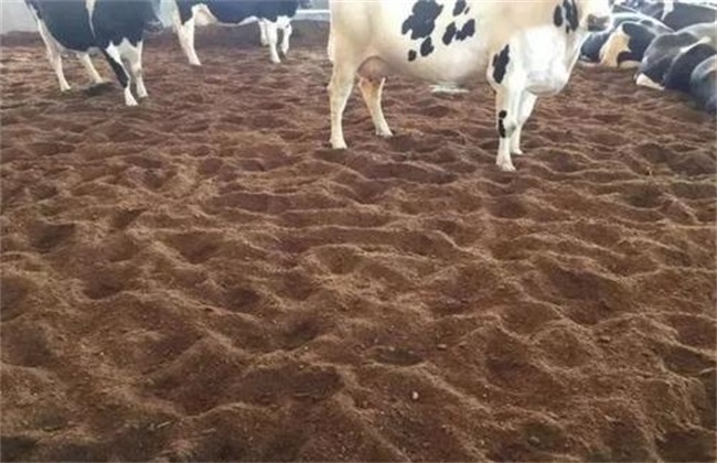 发酵床养牛技术缺点