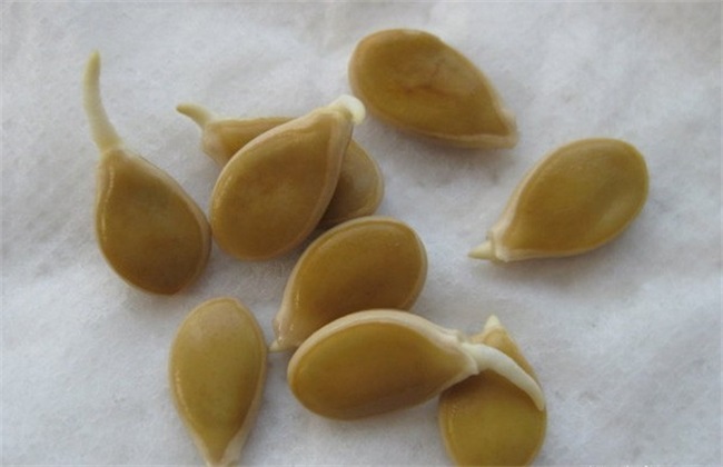 西葫芦种子处理 种子处理方法