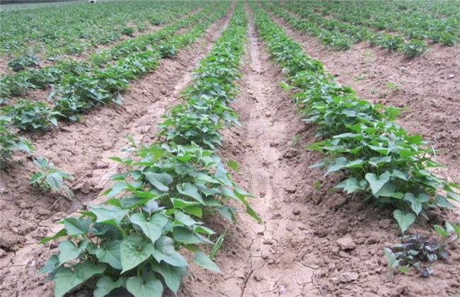 红薯苗生长环境 红薯苗环境