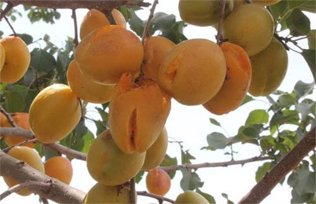 杏树裂果原因及防止措施