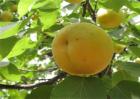 杏树烂果原因及防治措施
