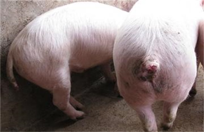 猪咬尾原因及预防措施