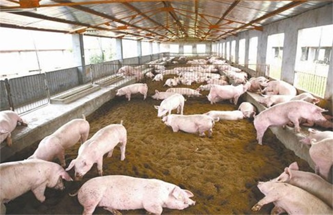 发酵床养猪的优缺点