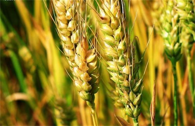 青稞和小麦的区别