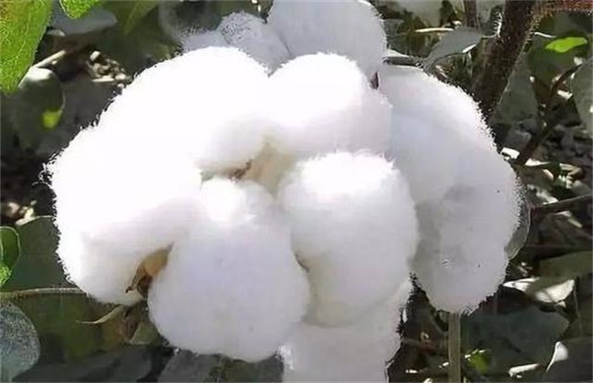 影响棉花纤维品质的因素有哪些