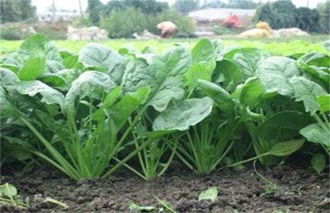 菠菜种子播种前怎么处理