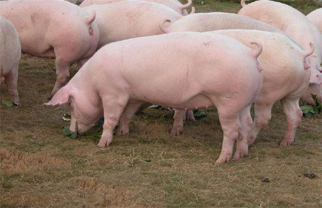 如何选择母猪 挑选母猪品种