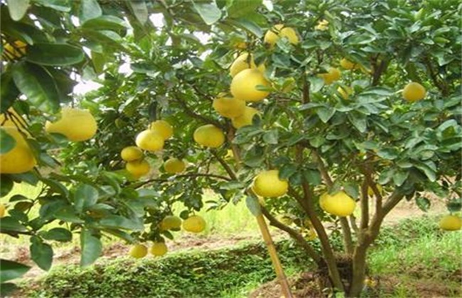 胡柚的种植技术