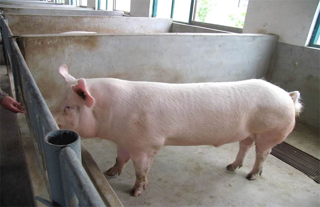 二元母猪养殖技术 二元母猪