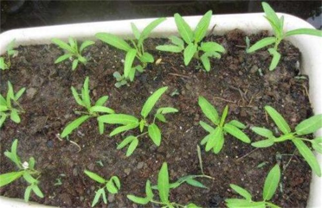 空心菜种子播种前处理方法
