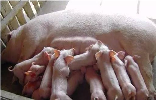 后备母猪初产管理要点