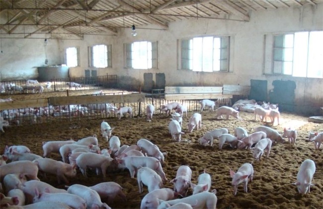 养猪场引种误区 养猪场引种