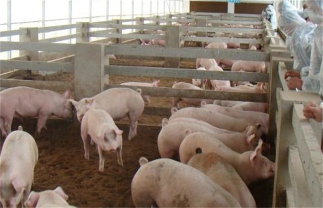 养猪场引种误区 养猪场引种