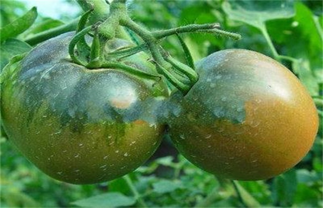 西红柿僵果的原因及防治措施