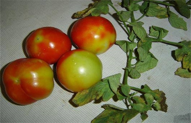 冬季番茄着色不良原因及解决方法