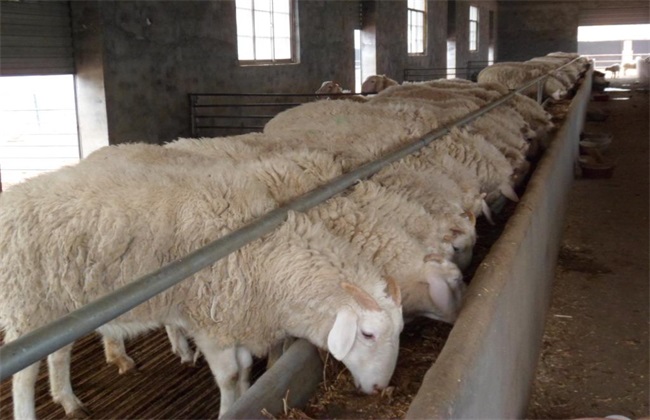 肉羊种羊 养殖要点