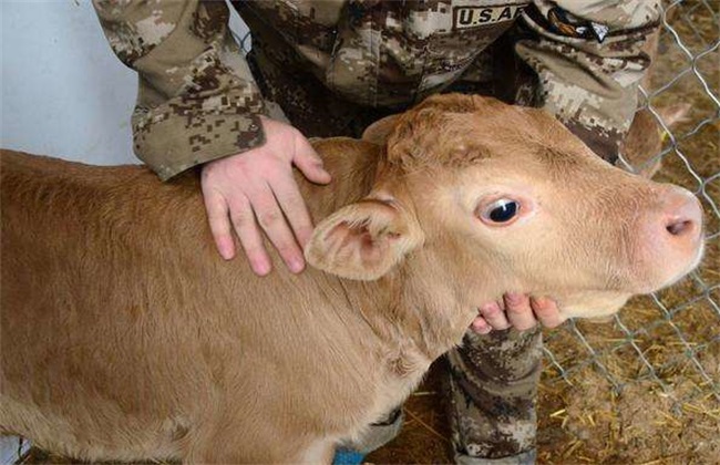 初生犊牛 需注意 常见问题