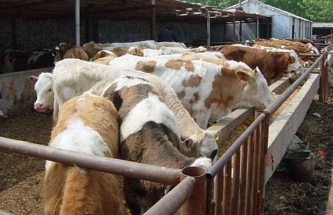 肉牛育肥期 如何管理