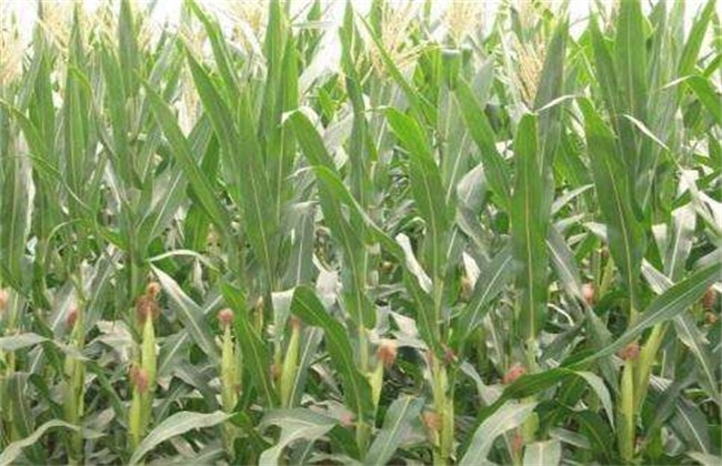 玉米穗期 管理方法