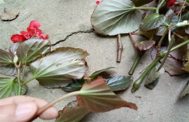 海棠花 扦插繁殖方法