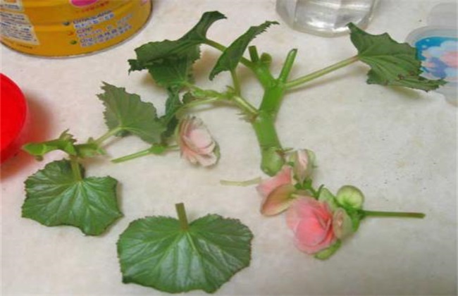 海棠花 扦插繁殖方法