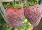 草莓白粉病的防治方法